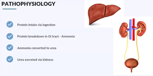 Complete Guide to Blood Urea Nitrogen (BUN) Lab Values: Nursing Lab Values