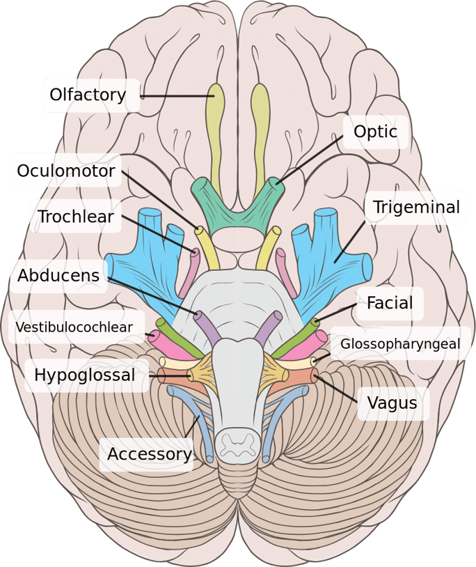 cranial nerves cheatsheet