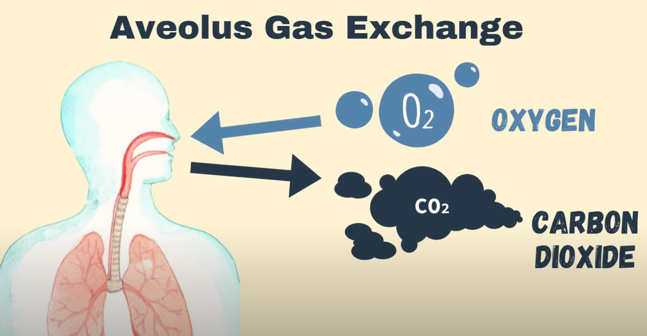 alveolus gas exchange
